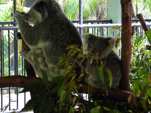 Koalas