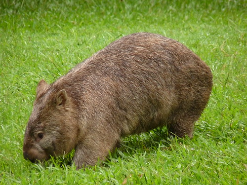 Wombat