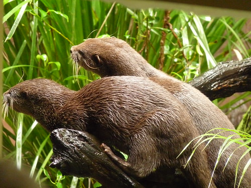 Small-clawed Otters