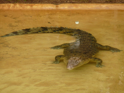 Crocodile