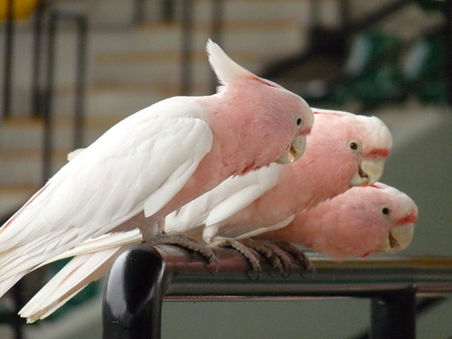 Major Mitchell’s Cockatoos