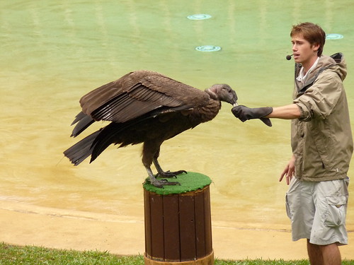 Andean Condor