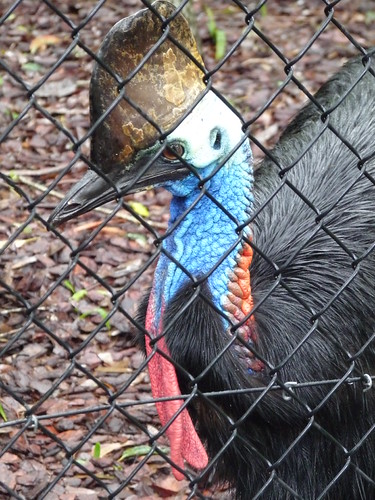 Cassowary