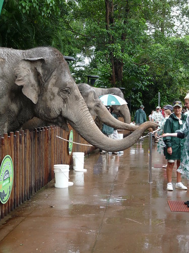 Elephants feeding time