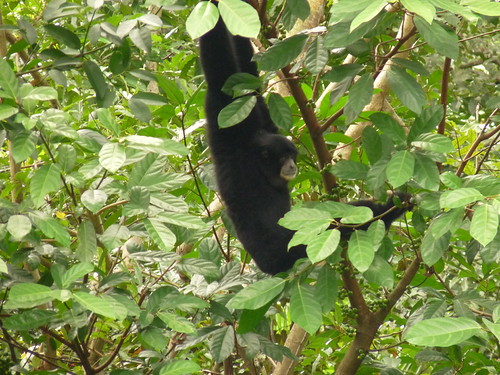 Siamang swinging from the trees