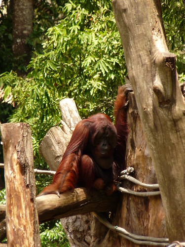 Orangutans at Singapore Zoo