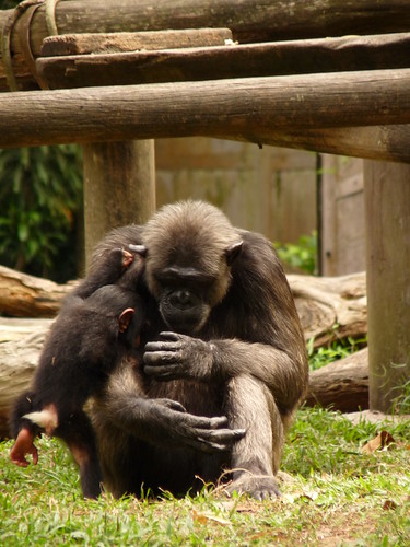 Chimp and baby
