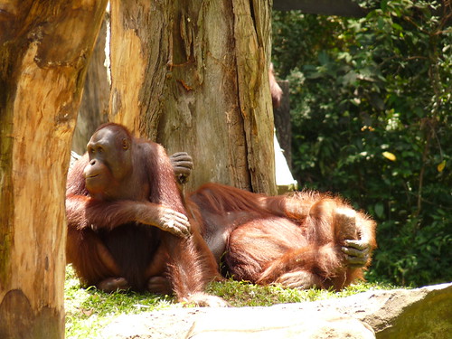 Orangutans at Singapore Zoo