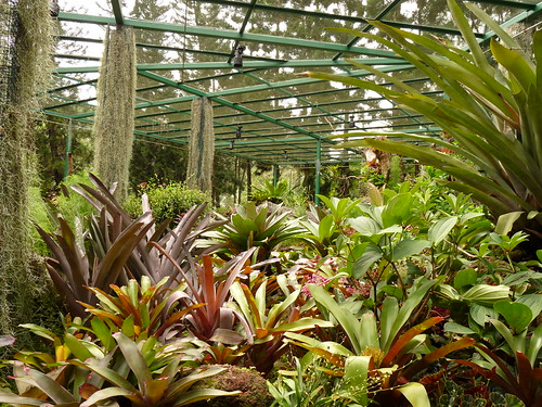 The bromeliad house