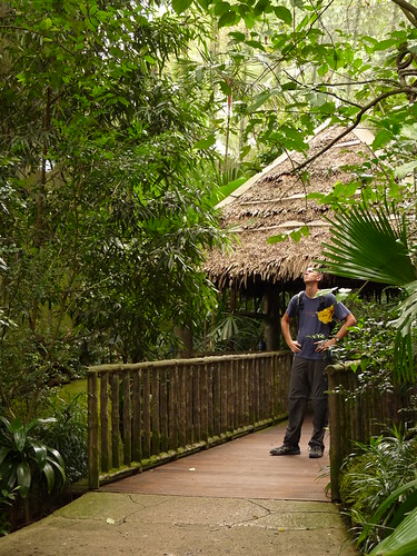 A strange beast in the rainforest