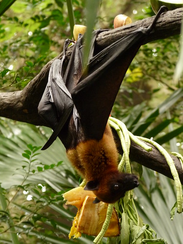 Fruit bat