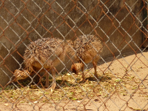 Baby ostriches