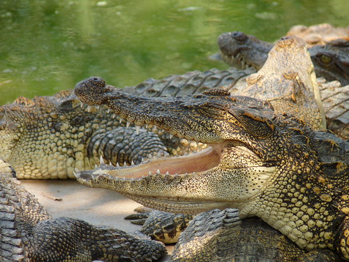 Crocodiles at Mango Tree Park