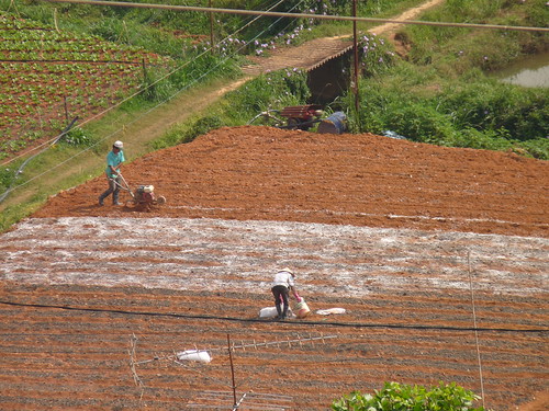 Farmers working the fields around Dalat