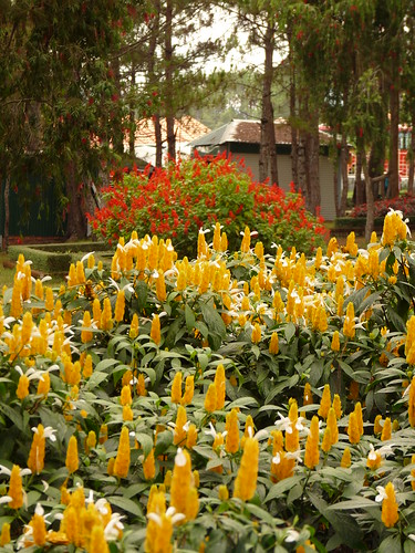Flowers at Bao Dai’s Palace