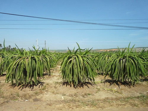 Dragon fruit trees