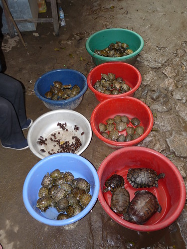 Turtles and various other creatures for sale