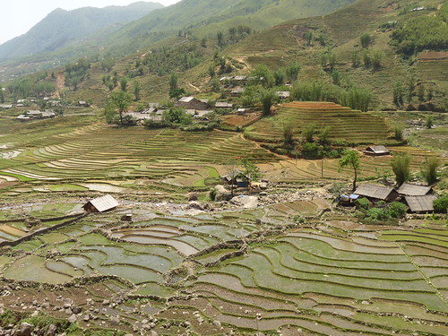 Paddy fields