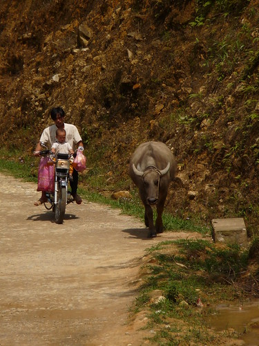 Herding the water buffalo