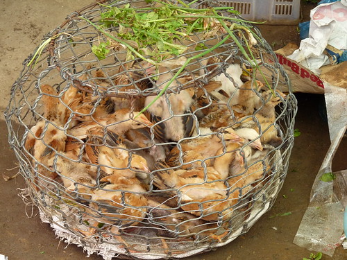 Chicks for sale in Hoi An central market