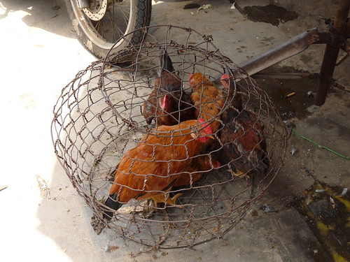 Chickens for sale in Hoi An central market