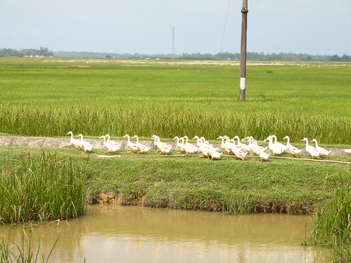 Ducks alongside the road