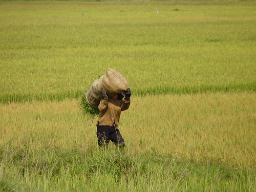 Working in the fields