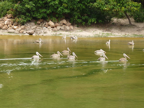 Pelicans at Phnom Tamao Wildlife Sanctuary