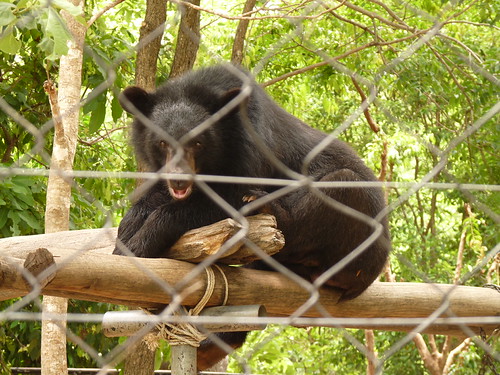 Bears at Phnom Tamao Wildlife Sanctuary