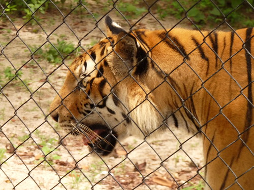 Tiger at Phnom Tamao Wildlife Sanctuary
