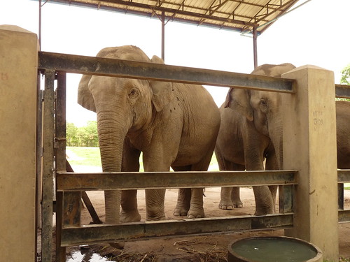 Elephants at Phnom Tamao Wildlife Sanctuary