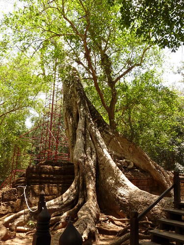 Giant tree roots at Ta Prohm, the Tomb Raider temple