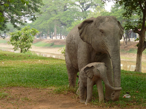 Concrete elephants in Siem Reap