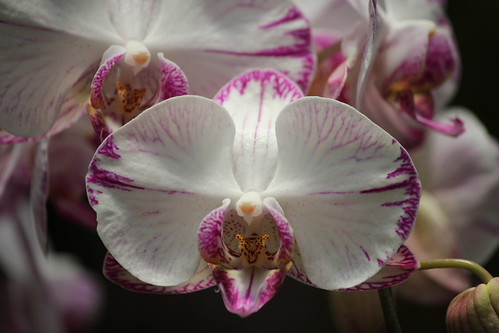 Orchids in the Botanical Gardens