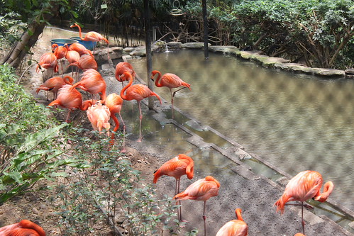 Flamingos in Hong Kong Zoo