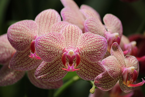 Orchids in the Botanical Gardens