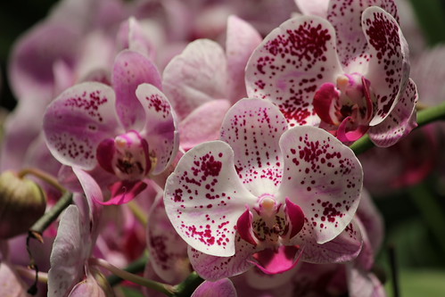 Orchids in the Botanical Gardens