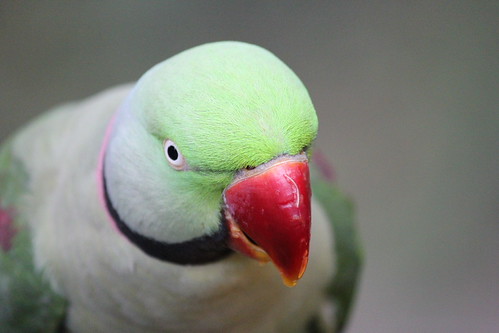 Alexandrine Parakeet at the aviary at Hong Kong Park