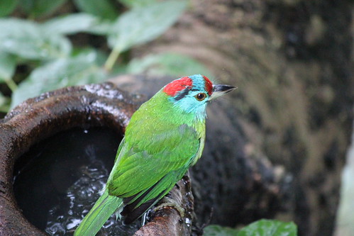 Bird taking a bath at Hong Kong Park aviary