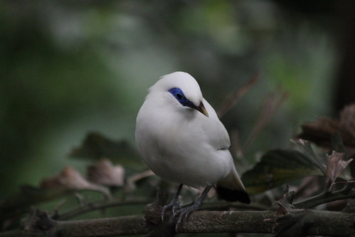 Bali Myna at the aviary at Hong Kong Park
